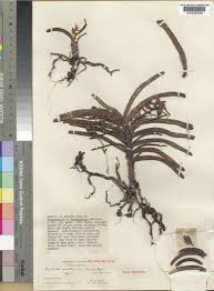 Image result for Cyrtorchis praetermissa