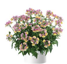 Image result for Nesaea ramosa