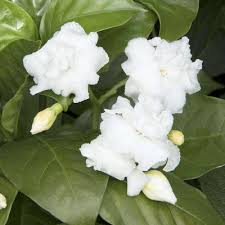 Image result for Tabernaemontana