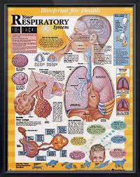 Pin On Doctors Anatomy Posters