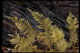 Image result for Rytigynia bridsoniae