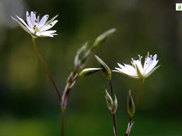 Image result for Stellaria sennii
