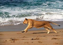 Travelers Should Avoid These Most Dangerous Beaches In The World Jetlaggin Lions And Hyenas Female Lion Lions Photos