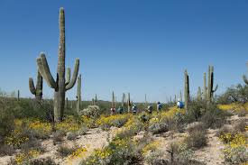 Best potting soil for repotting christmas cactus. Catch The Wildflowers Bloom At These 8 Camping Destinations