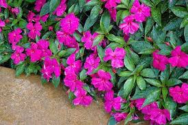 Image result for Impatiens purpureoviolacea