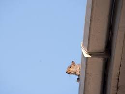 If you are the owner of the site, please call this number: Squirrel Removal And Exclusion