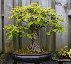 How to take care of the black oak bonsai Bonsai Oak Tree Symbolizes Strength Stability And Nobility In Celtic Tree Folklore Bonsai Tree Bonsai Tree Types Bonsai Tree Care