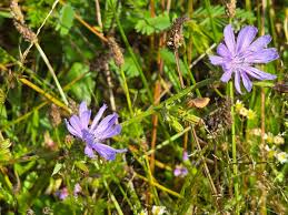 Image result for Cichorium intybus