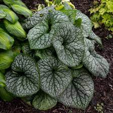 Part shade to full shade, medium water. Photo Essay Shade Perennials That Aren T Hostas Heucheras Or Ferns Perennial Resource