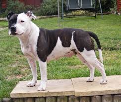 Black And White Pit Bull Terrier Mix Beautiful English Staffy Bully Dog Dog Facts Dogs