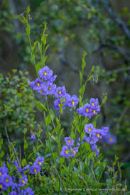 Image result for Solanum sp. B