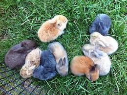 French Angora Popcorn S Kits Born 7 23 12 Pedigrees French Angora Rabbit Raising Rabbits Cute Creatures