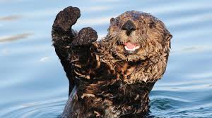 They are often mistaken for beavers though. Diese Fahigkeit Haben Otter Sogar Delfinen Voraus Welt