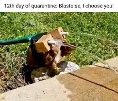 blastoise choose you turtle tortise hose meme Meme