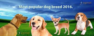 Find your perfect puppy by searching our awesome dog breeds list! Popular Dog Breeds List Of Top 15 Most Popular Dog Breeds 2016