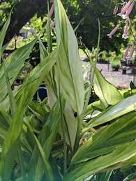 Image result for Zingiber