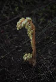 Image result for Monotropa  hypopitys