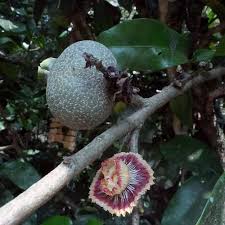 Image result for Napoleonaea angolensis