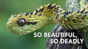 Vipers travel softball, victor, canandaigua, surrounding areas. Vipers Nature S Most Dangerous Noodles Youtube