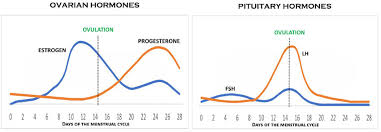 hormone levels during the menstrual cycle download