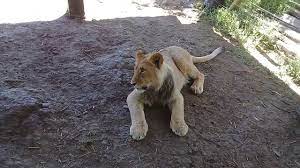 Kestel Lion Park My Little Africa Safari Park Petting Lions Awesome Experience Geosolearth Blog Post Https Safari Park Africa Safari Wild Cats