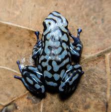 Image result for Hylebates cordatus