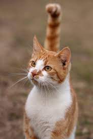Pin By Monica B Db On Cat Close Up Orange Tabby Cats Cats Tabby Cat