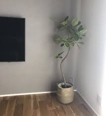 minamiさんはinstagramを利用しています 天王寺に植物をとても安く買えるお店を見つけて 1時間ほどかけて行ってきました 欲しかったのは エバーフレッシュ だったんだけど 大きさ 育てやすさを重視して アルティシーマ にしました でもやっぱりあの