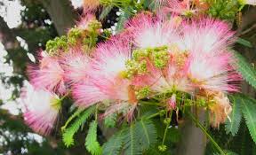 Image result for Albizia anthelmintica