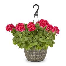 We did not find results for: 2 Gallon Multicolor Geranium In Hanging Basket L5450 In The Annuals Department At Lowes Com