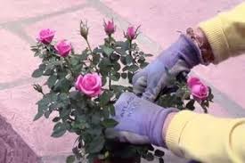How To Take Care Of A Mini Rose Plant Hunker Planting Roses Roses Garden Care Garden Care