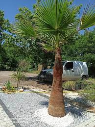 Ce palmier de grande envergure peut atteindre jusqu'à 10. Washingtonia Robusta Nettoye De 3m Oliviers Ornements