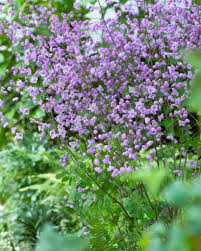 Image result for Thalictrum