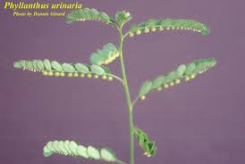 Image result for Phyllanthus