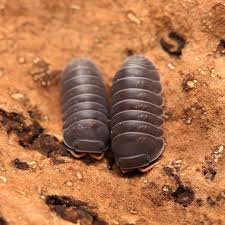 Image result for Alinula sp.