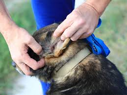 Image result for scabies dog ear
