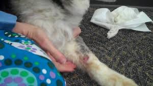 Hot spots, also called pyotraumatic dermatitis or superficial pyoderma, are characterized by inflamed, infected skin. How To Deal With A Hot Spot On Your Dog Youtube