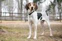 American English Coonhound (Redtick Coonhound) Info ...