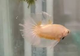 Ikan cupang terbagi atas 3 golongan, yaitu, cupang hias, cupang aduan, dan cupang liar. Pengertian Ikan Cupang Besgel Bester Dan Cello Cupang Sehat