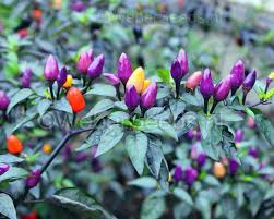 One of the most beautiful and easiest ornamental pepper plants you can find! Capsicum Annuum Bolivian Rainbow