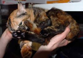 Tiervermittlung Katzen Babykatzen Katzenbabys Katze Welpe Freiburg Lorrach Grenzenlose Hilfe Fur Tiere Sans Frontieres E V