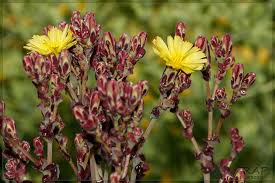 Image result for Lactuca setosa