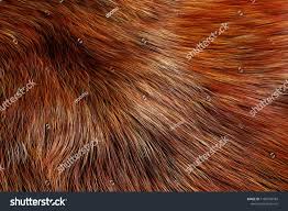 Animal Fur Texture Of Wolf Or Fox Extreme Closeup 3d Rendering Texture Wolf Animal Fur Fur Textures Image Illustration Graphic Design Projects