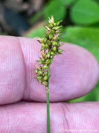 Image result for Carex conferta