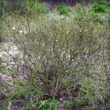 Image result for Rhigozum brevispinosum