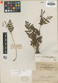 Image result for Anemiaceae