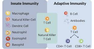 Image result for B-Lymphocyte