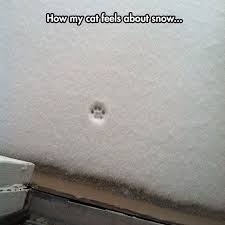 This Is One Small Step For Nope Funny Cat Pictures Kitten Pictures Snow Humor