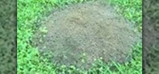 Safe for both indoor and outdoor use; How To Kill Fire Ant Beds Naturally Housekeeping Wonderhowto