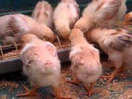 The best western piemontese is set in a historic building of the 19th century. Pulcini Bionda Piemontese Youtube